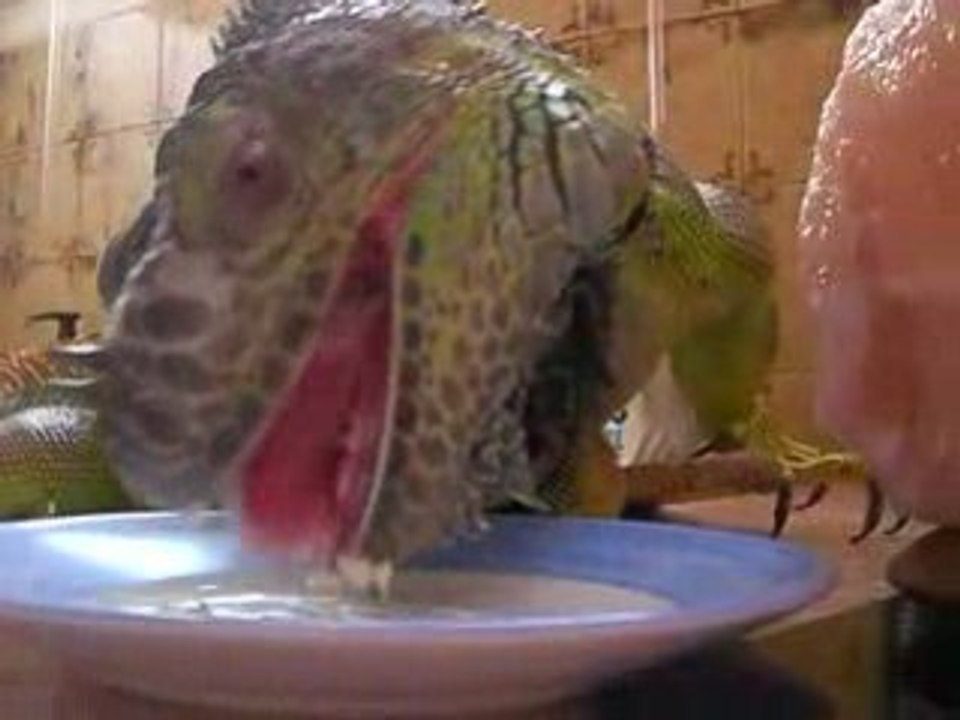 iguana eating cheese
