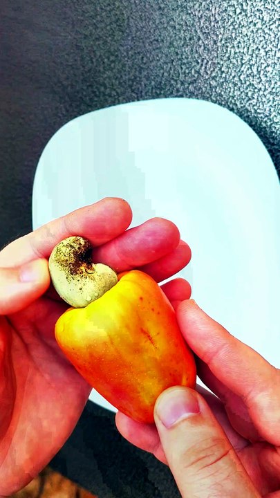 Tasty fruits : Eating a cashew apple 🍎