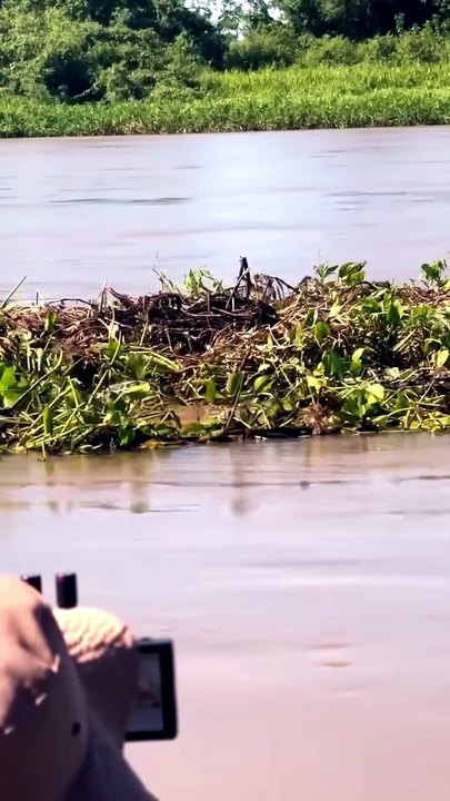 Ultimate Apex Predator: Jaguar Ambushes Caiman in River