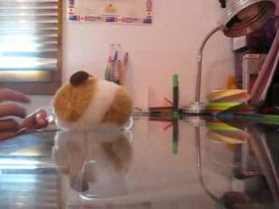 Hamsters