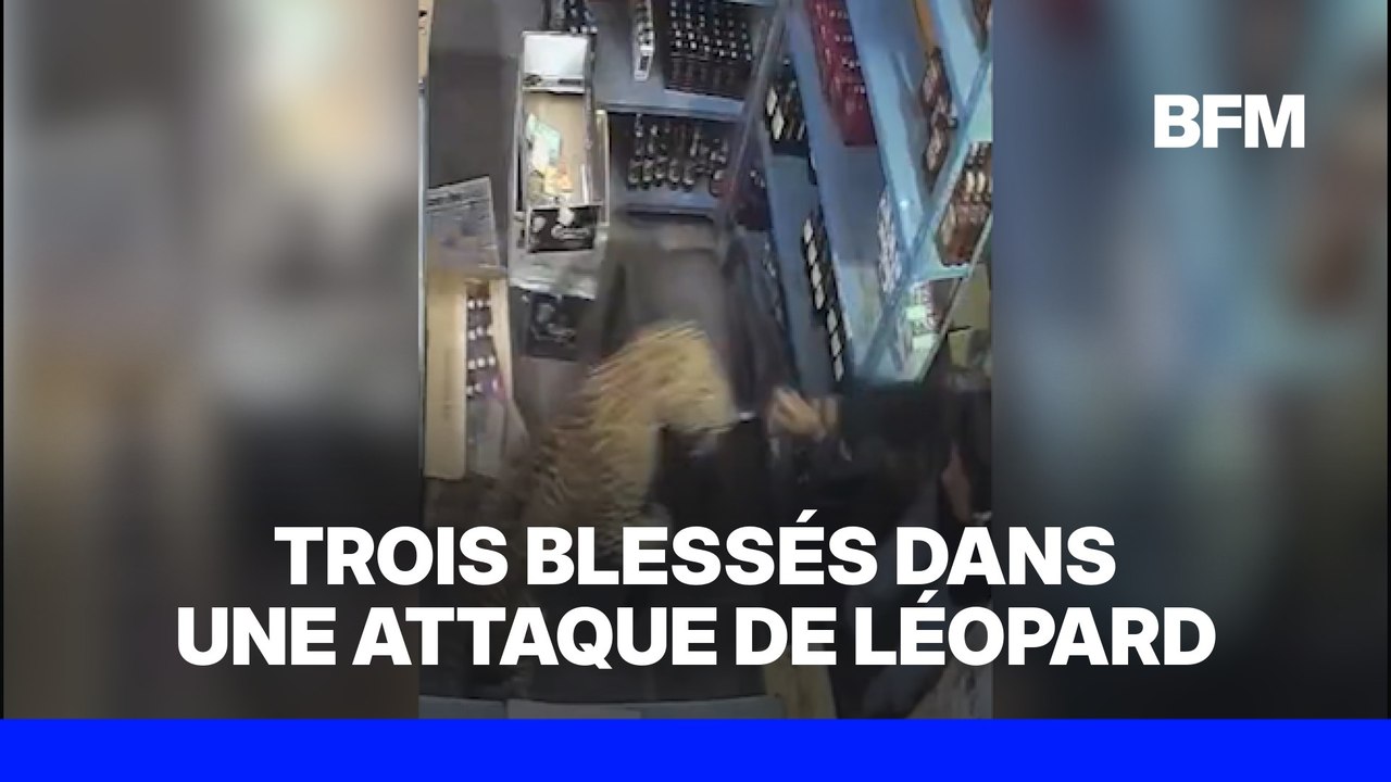 Inde: un léopard fait irruption dans un magasin d'alcool et attaque le vendeur