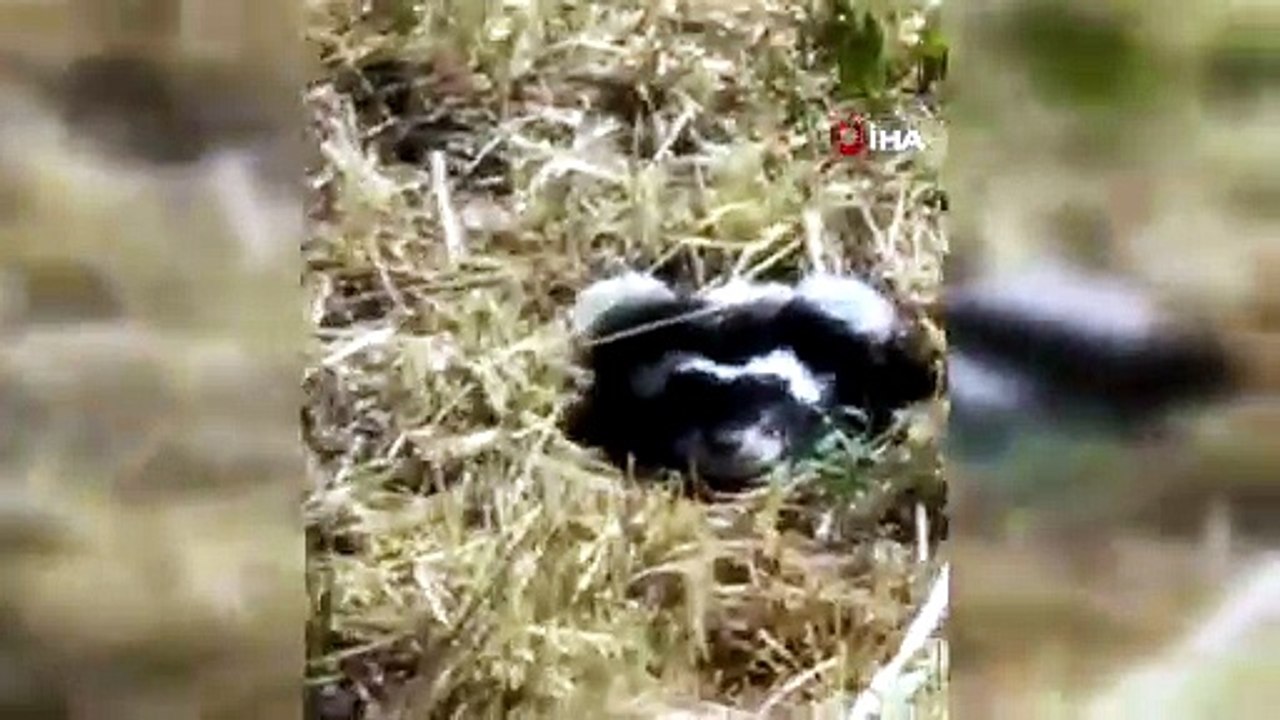 Türkiye'nin nesli tükenme tehlikesiyle karşı karşıya olan sevimlisi şans eseri görüntüledi