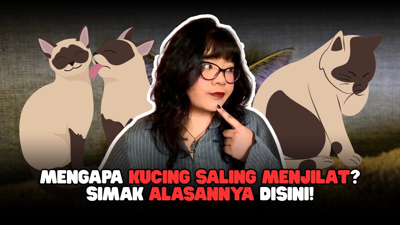 ​Sering Lihat Kucing Saling Menjilat? Ini Alasan Ilmiahnya-Serius Ini Hewan?