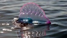 Jellyfish : The mesmerizing drifter floating through the ocean currents