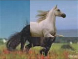 Tout plein dimage de chevaux musique cuntryremenber when!