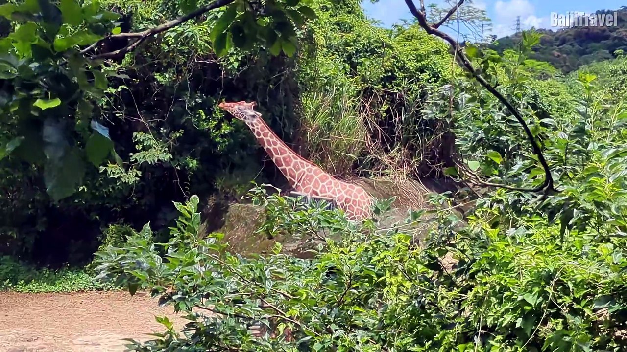 African Animals at Taipei Zoo