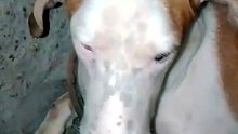 Rocky Darr Gaya Ya Gussa Ho Gaya? 😡🤣 Is Rocky Scared or Angry? #shorts #viral #dog