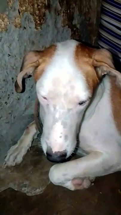 Rocky Darr Gaya Ya Gussa Ho Gaya? 😡🤣 Is Rocky Scared or Angry? #shorts #viral #dog