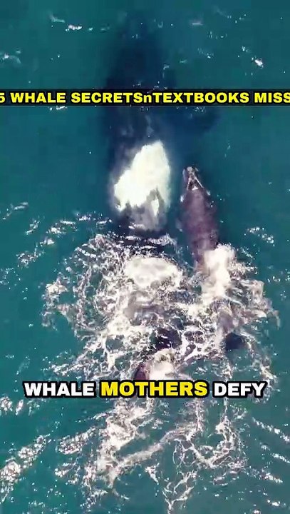 5 Whale Secrets 🐋 Textbooks Miss!