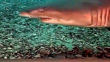 Los tiburones más interesantes