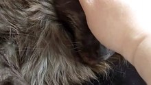 Everyone loves small pleasures :) #cats #funnycats #catlovers