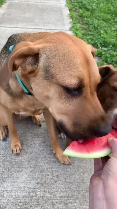 Two Dog Sisters Happily Munch Watermelon Side By Side