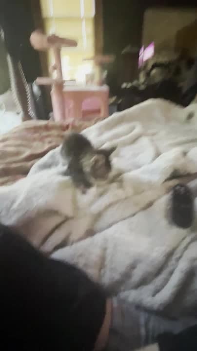 Tiny Kitten Launches Playful Attacks From Cat Tree