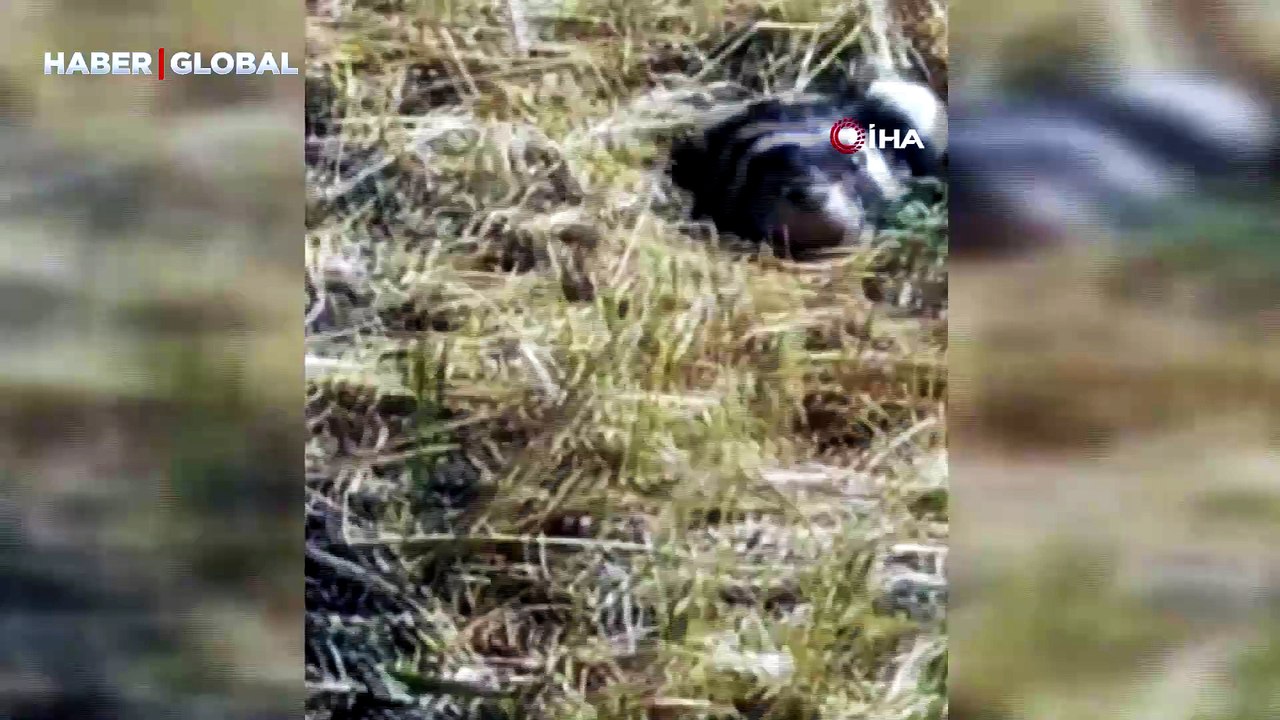Nesli tükenme tehlikesiyle karşı karşıya olan 'Alaca sansarı' görüntüledi