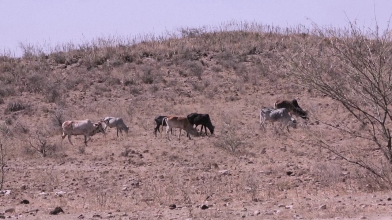AU seeks ways to unlock Africa's livestock wealth