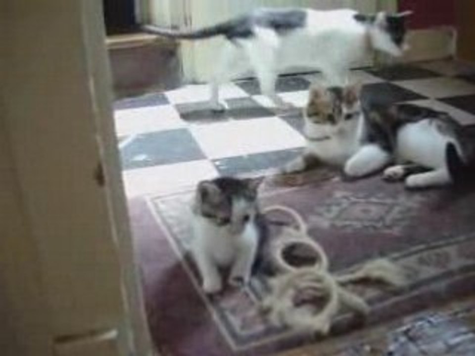 Les chats de Steimir