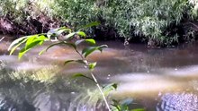 Pacific black duck on the creek