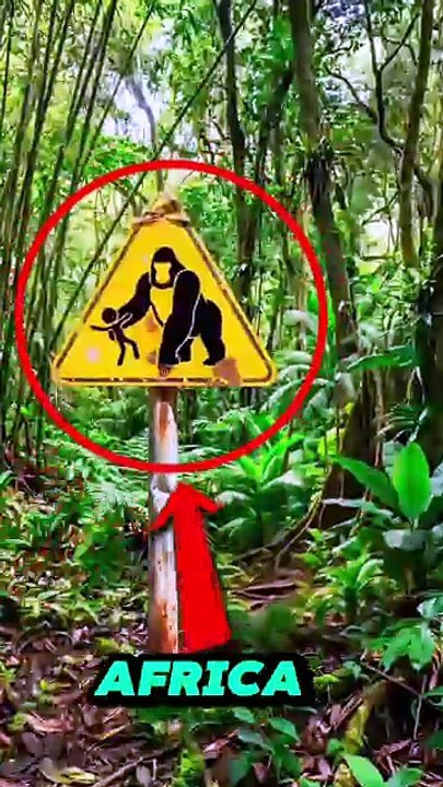 Can A Gorilla Actually Attack You? 😱 Warning Sign Explained