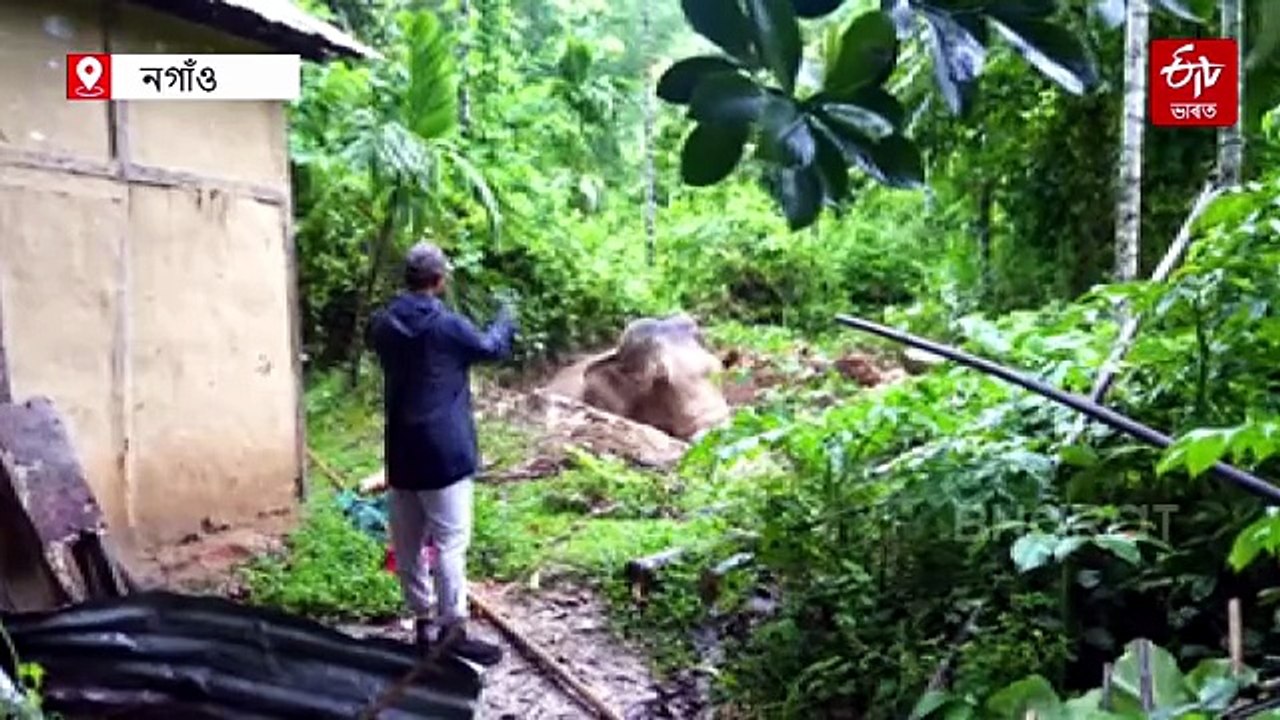 কঁঠাল খাবলৈ আহি কুঁৱাত পৰিল হাতী