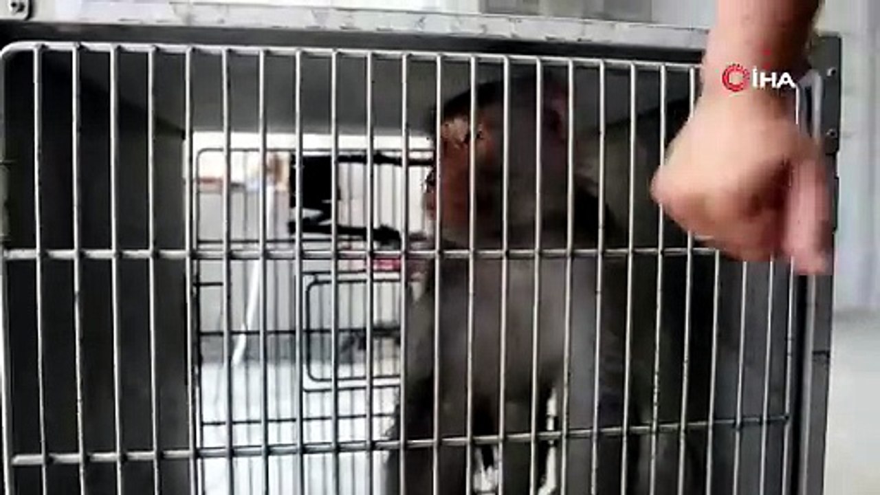 Depremzedelerin kaldığı konteyner kentte maymun paniği! Bir kadını yaraladı!