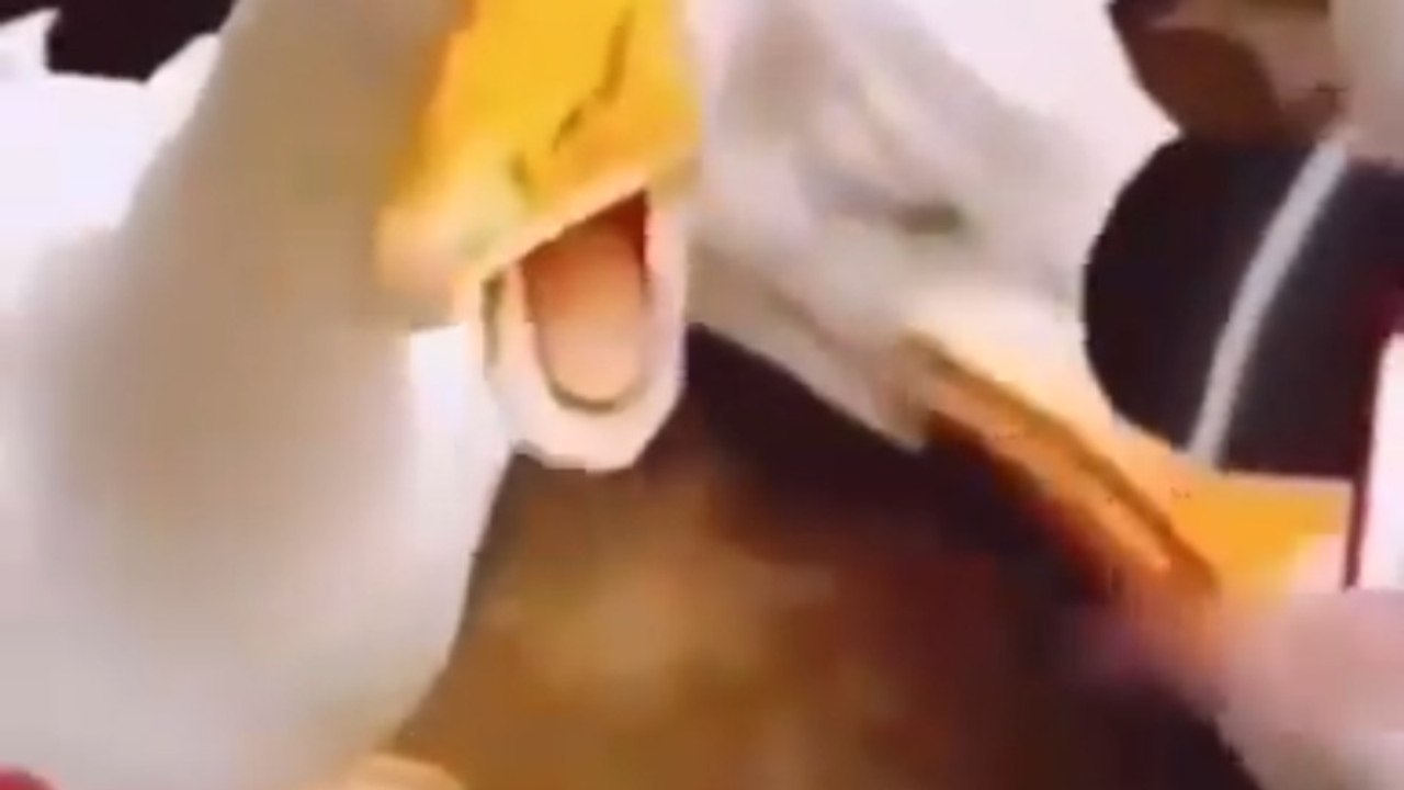 ¡La_hilarante_escena_de_un_pato_cantando_después_de_una_patada_de_caballo!_🐴_#humor