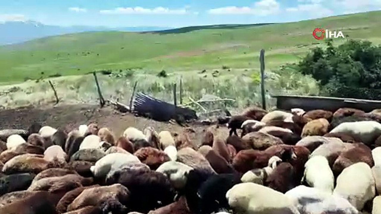 Bir zamanlar altın değerindeydi... Şimdi ise üreticisi hepsini imha ediyor!