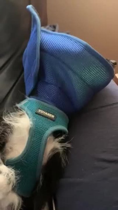 Dog Makes Wearing Recovery Cone Look Extra Tragic
