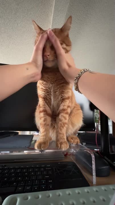 Owner Gives Cat Gentle Face Massage