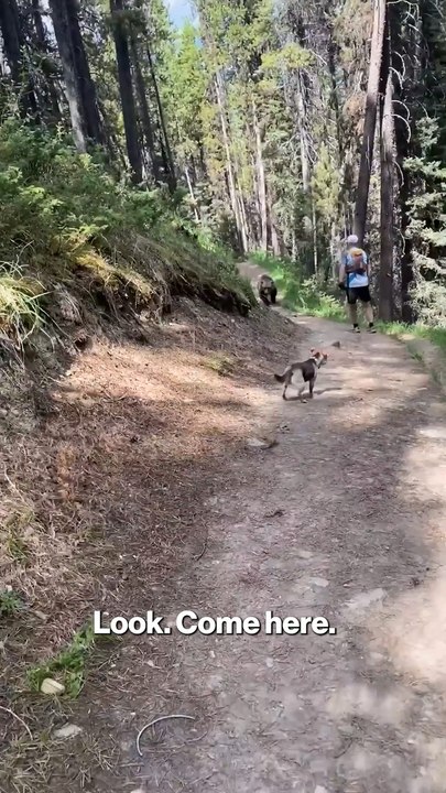 Bear Stalks Hikers and Dog During Scary Trail Encounter