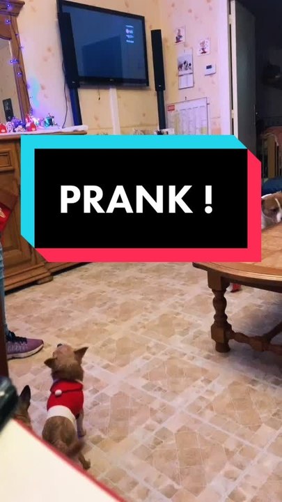 Prank à mon mari réussi !! Devant la famille 🤣 #heyjbey #humour #blag...