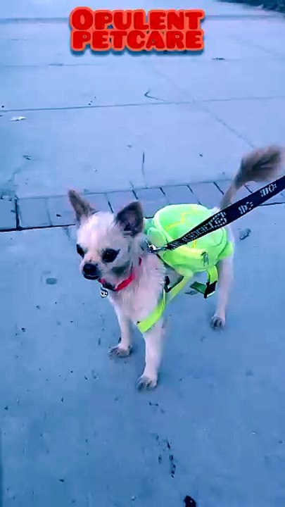 Turtle Shell Dog Backpack Harness – No-Pull Pet Carrier Vest 🐢