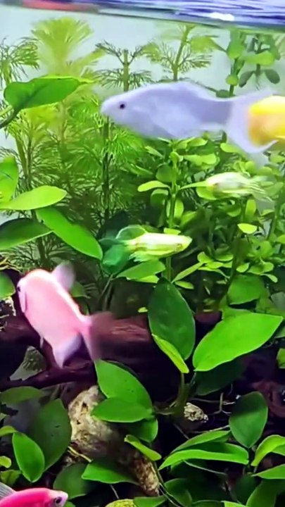 Aquarium Plants Bacopa monnieri Seeds