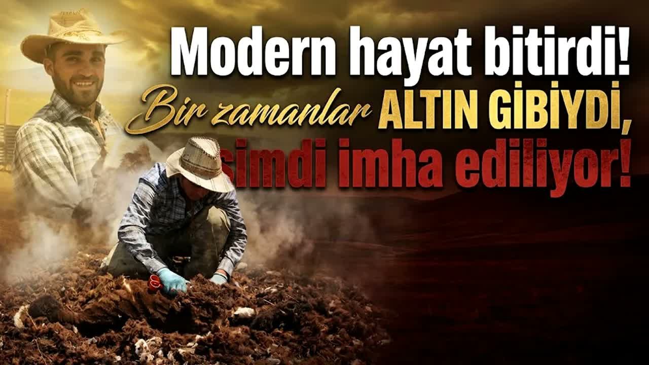Eskiden Servet Kazandıran Kuzu Yünü, Bugün İmha Ediliyor