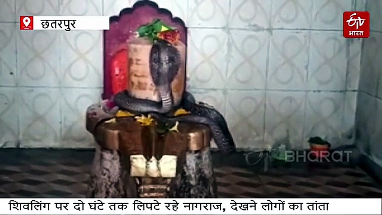 शिव मंदिर में नागराज की 2 घंटे शिव आराधना, पिंडी पर फन फैलाये बैठे रहे, देखें वीडियो
