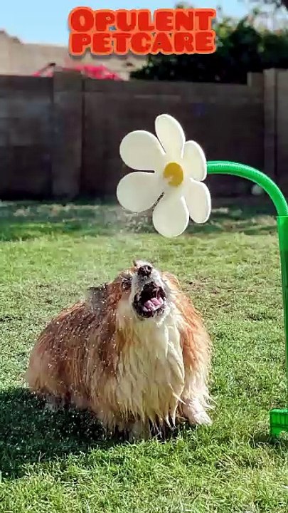 Flower Garden Sprinkler for Dogs – Fun Backyard Water Toy to Cool Down Pets This Summer