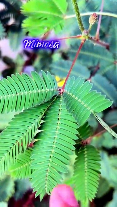 Mimosa Pudica, Sensitive Plant