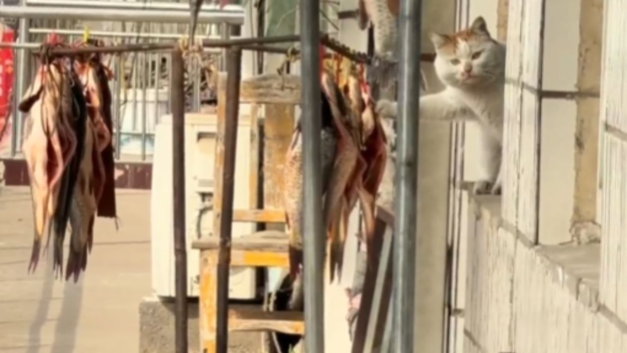 Cat Waits Patiently Beside Fish Before Taking A Bite