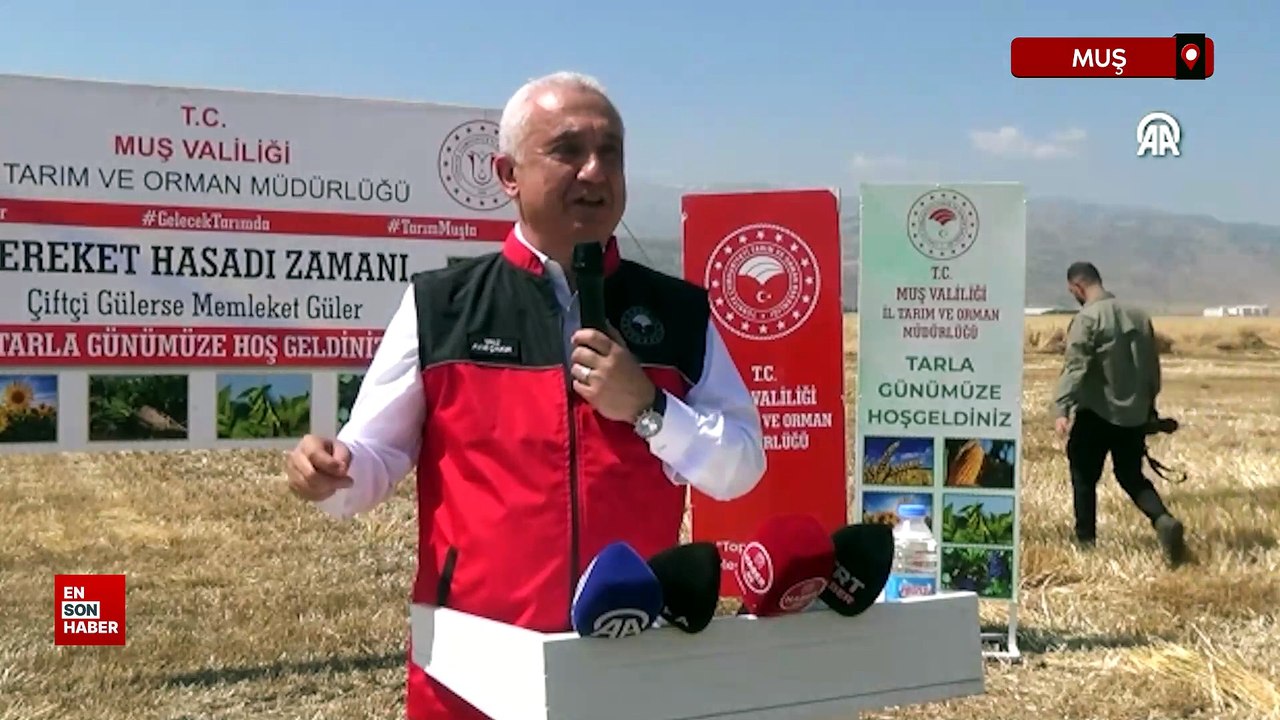 Muş'ta sezonun ilk hububat hasadına başlandı