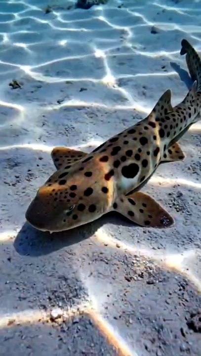 Speckled Carpet Shark