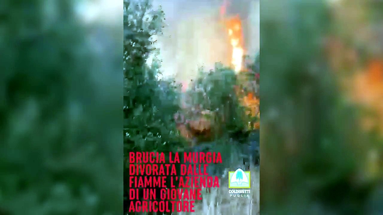 Incendio distrugge azienda agricola nella Murgia, la disperazione del giovane allevatore