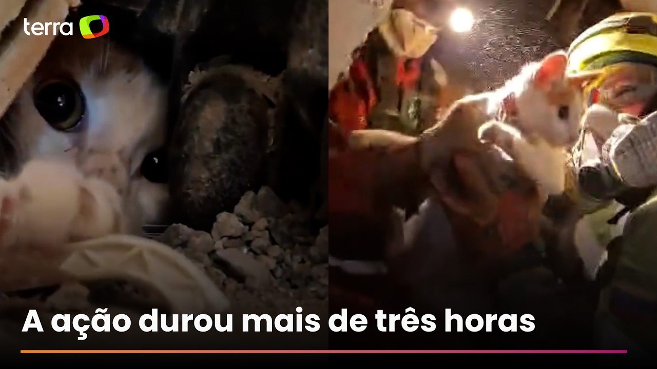 Gatinha é resgatada com vida 23 dias após terremotos na Venezuela: “Milagre”