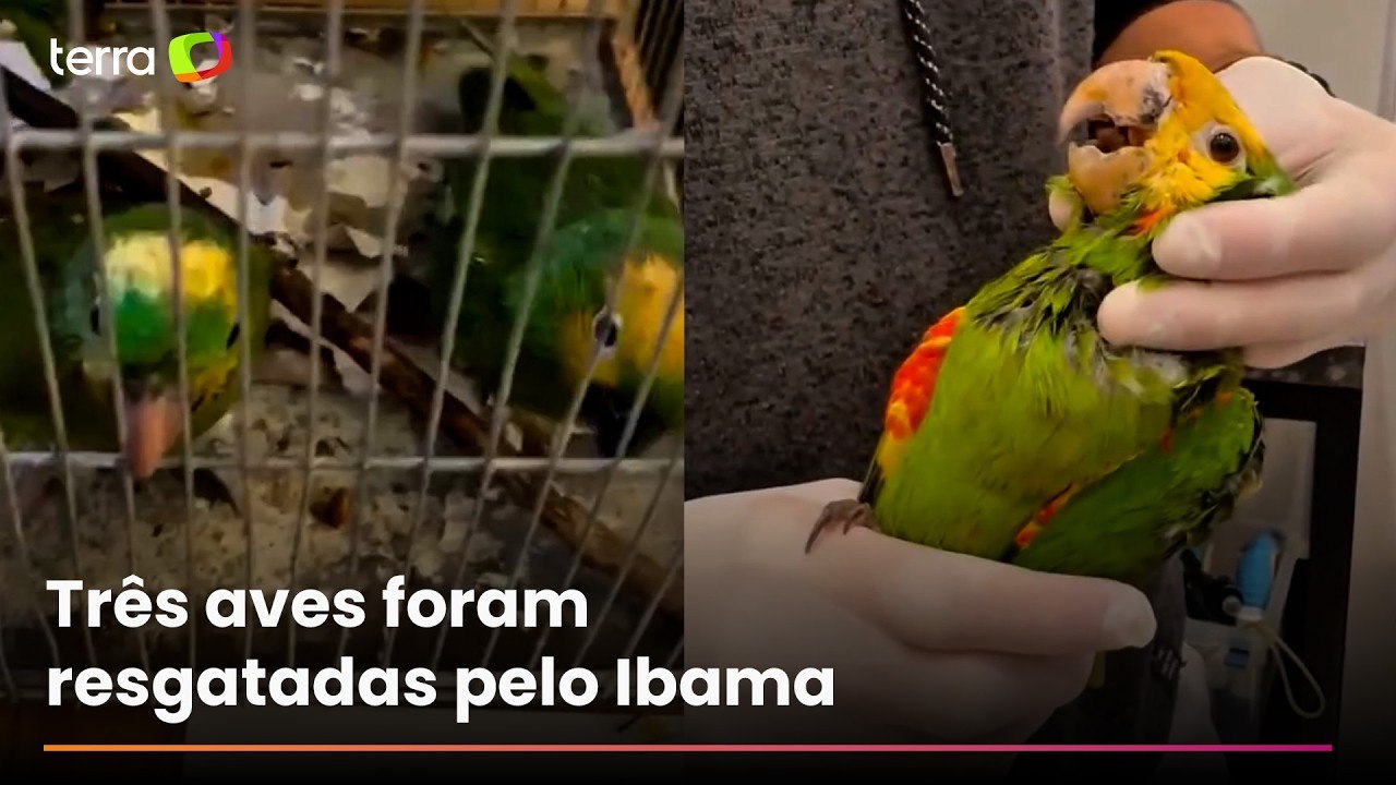 Traficantes pintam maritacas como papagaios para vendê-las mais caro em mercado ilegal no Rio