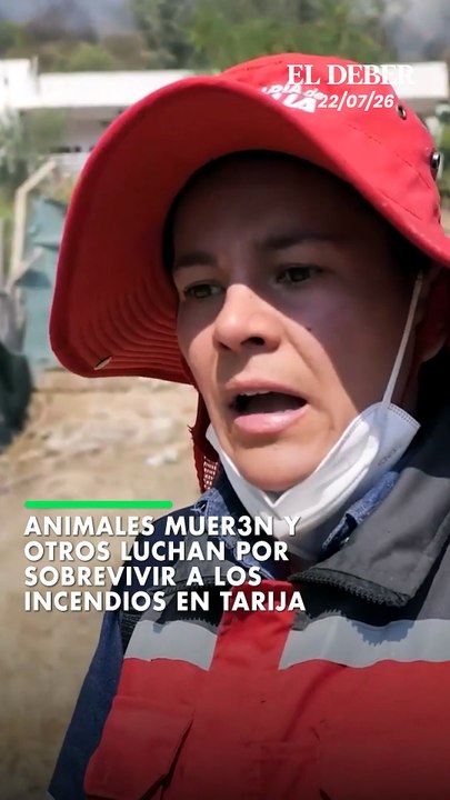 Animales muer3n y otros luchan por sobrevivir a los incendios en Tarija