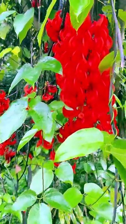 Jade vine red  flower plant lover
