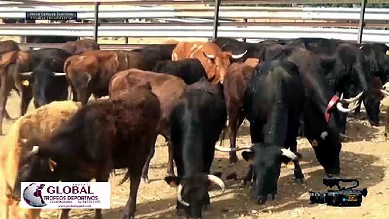 Ganadería Campos Taurinos