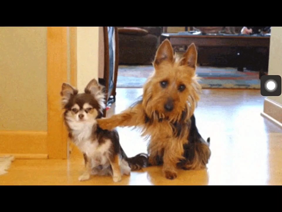 Funny fails