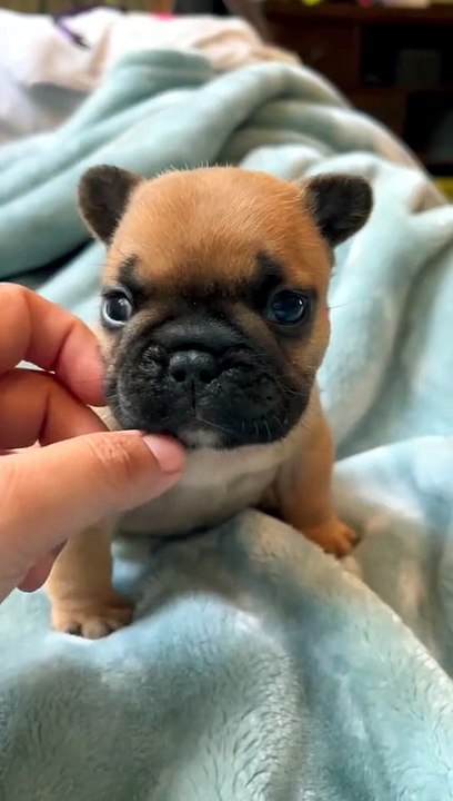 Best Funny Pet Videos