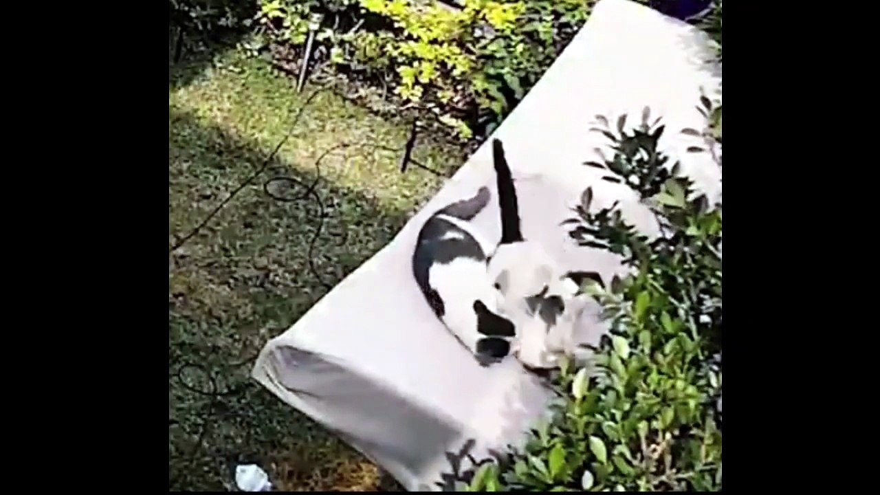 funny cat playing