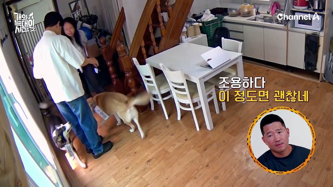 소음 때문에 집주인까지 나선 상황? 임보견 5마리의 입양처가 필요한 현실