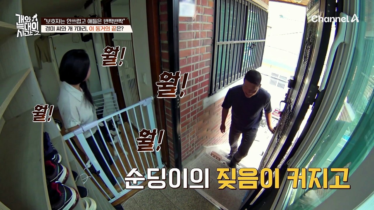 "보호자님이 더 안쓰러워요" 안쓰러운 보호자와 순한 개 일곱 마리! 과연 이 동거의 끝은...?